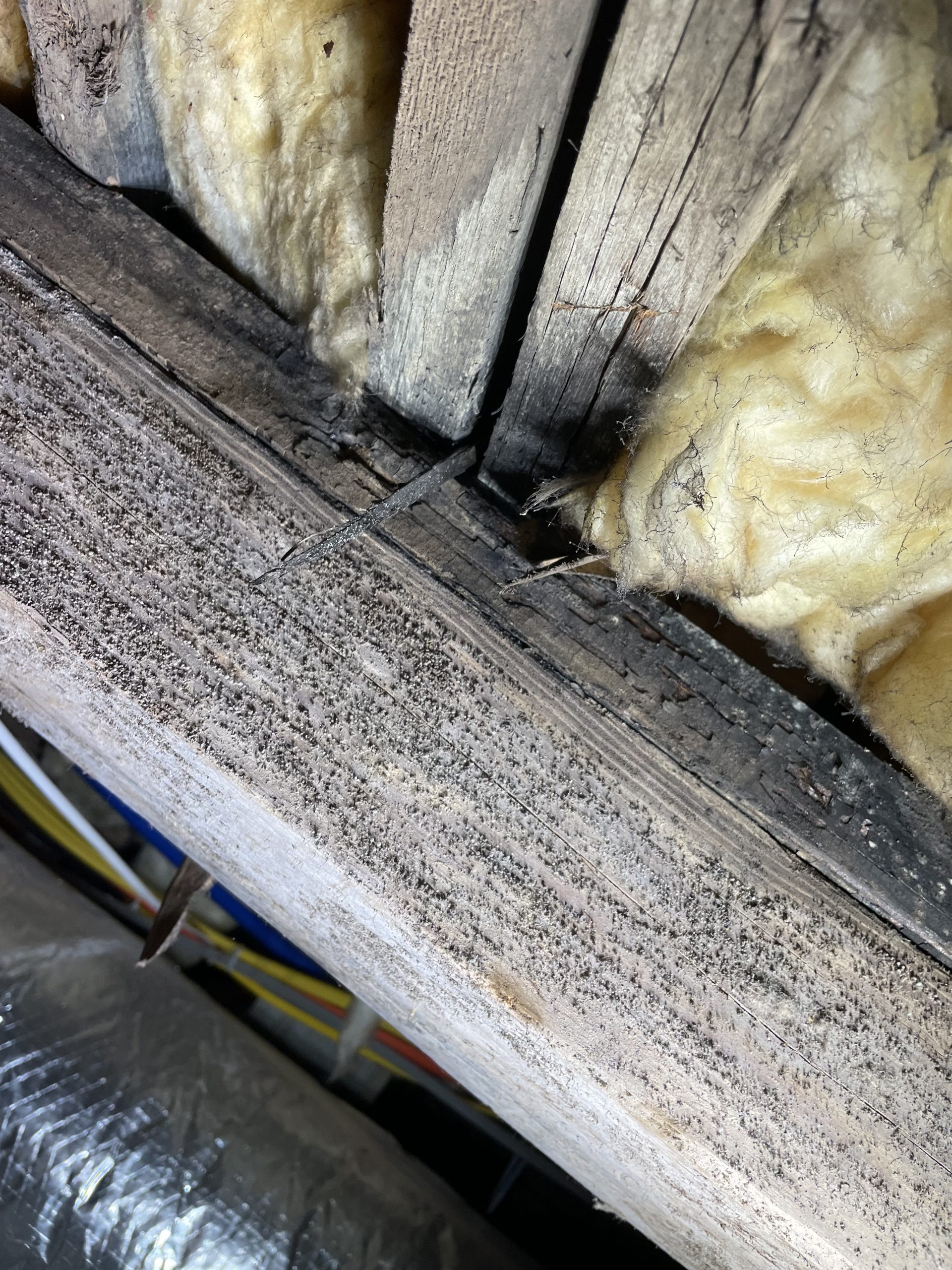 dry rot repair